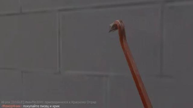 Обзор крика-песца смотреть онлайн