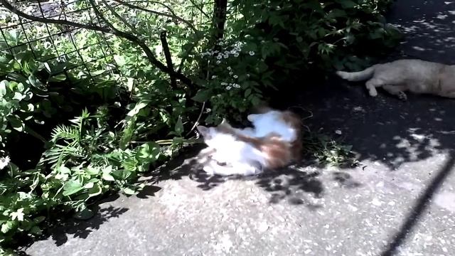 Воспитание молодого поколения :D смотреть онлайн