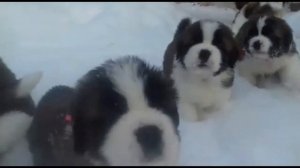 Первая прогулка щенков сенбернара The first walk of the St. Bernard puppies