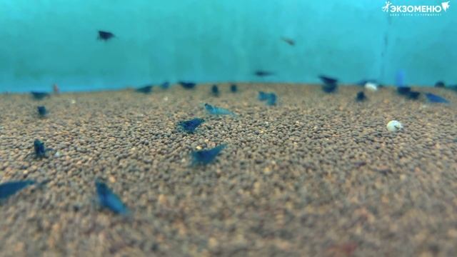 Аквариумные новости [бонус-выпуск] 24.05.2023. Улитки "ёжики", креветки "буратино" и другие... смотреть онлайн