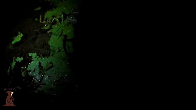 Первый осенний налим на донки с берега. Ловля карася и налима смотреть онлайн