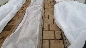 укрытие винограда в теплице в средней полосе- ноябрь.