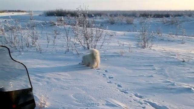 Куропатка и Бэри 005 смотреть онлайн