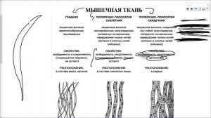 27_Ткани и опорно-двигательная система