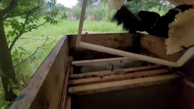 Пересадка ПЧЁЛ с ловушки в улей #пчела#улей смотреть онлайн