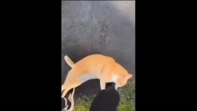 Смешные животные/ Кот и метроном смотреть онлайн