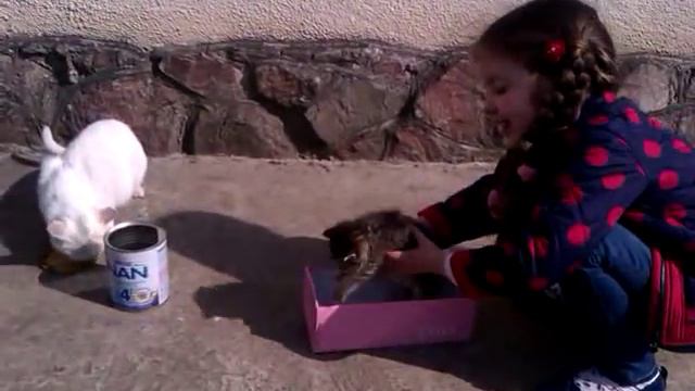 Кошка и котенок. Аня играет со своими любимцами. смотреть онлайн