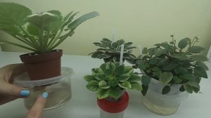 12 ГУБИТЕЛЬНЫХ ошибок фитильного полива!