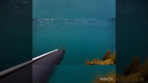 Подводная охота на черном море с маруськой. Засада