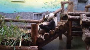 Панда ест бамбук. Московский зоопарк.