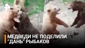 Целая банда медведей собирает "дань" с рыбаков на Камчатке / РЕН Новости
