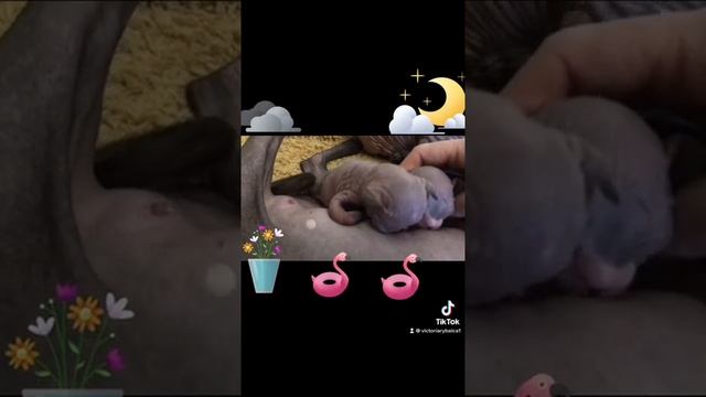 Sphynx baby.  Кормление котят канадского сфинкса