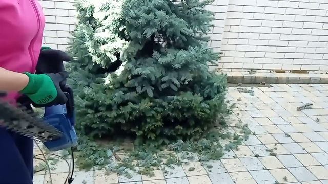 СТРИЖКА ХВОЙНЫХ - изгородь из туи, ель, сосна.