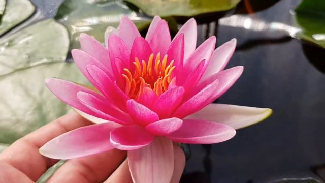 Мой новый гибрид нимфеи собственной селекции, красной цветовой группы, первый день цветения! смотреть онлайн