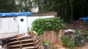 DIY Garden 07.27.20 Dollar Tree Laundry Baskets to Above Ground Pallet, Gardening on a Budget Updat