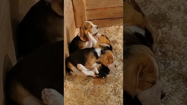 щенки бигля, свободен мальчик смотреть онлайн