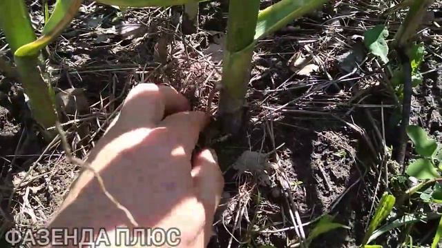 Чесночные стрелки на зимнем чесноке,что делать