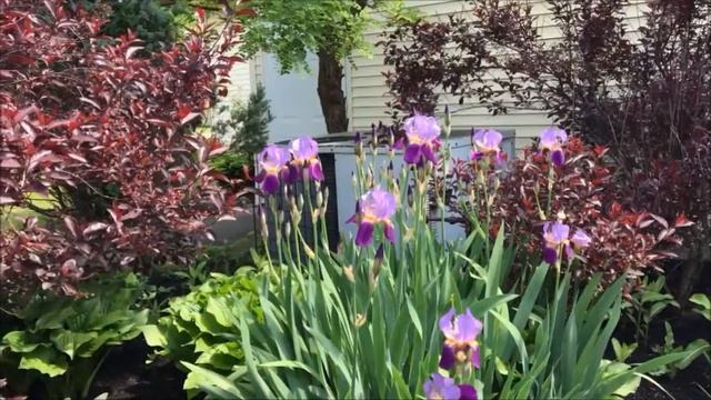 🌸🌴Beautiful purple,lavender and periwinkle Iris flowers at church🌴🌸 смотреть онлайн