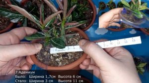 Адениум 3 месяца, как подрос, чем подкармливать для быстрого и активного роста