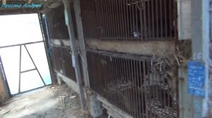 Нутрия разведение и содержание  начнем с начала