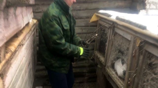Веточный КОРМ Кроликам, ВЕТКИ это тоже ЕДА животным | Дневник Кроликовода №30 | Арболитич
