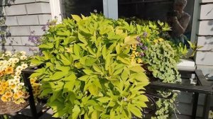 МОЙ ПЕТУНИЕВЫЙ РАЙ. Обзор сада на 18 августа.