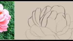 Как нарисовать пион