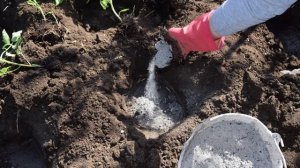 Когда и как высаживать рассаду помидор в открытый грунт