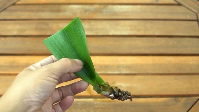 Magical Way to Help Orchids Grow Roots and Young Leaves Immediately смотреть онлайн