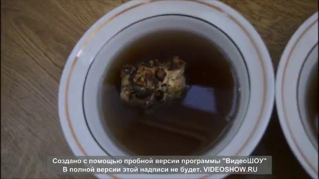Выращиваем каллу в домашних условиях. Часть 1. Посадка
