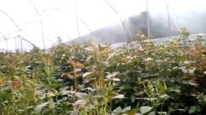 Эквадорская кустовая роза спрей.