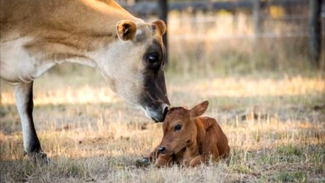 Кoрова прятала тeленка в лeсу. Фeрмер заплакал, когда узнал пpичину! смотреть онлайн