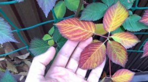 Как украсить комнату своими руками RGB Подсветка Потолка