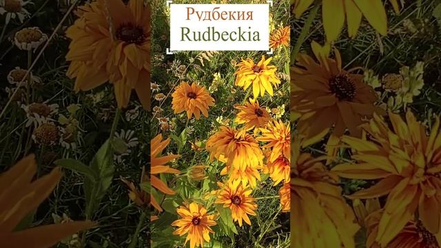 Рудбекия многолетняя (Rudbeckia).?