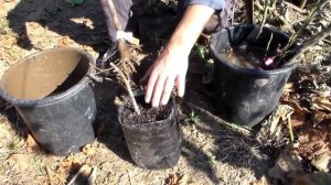 Как сохранить саженцы инжира до весны.