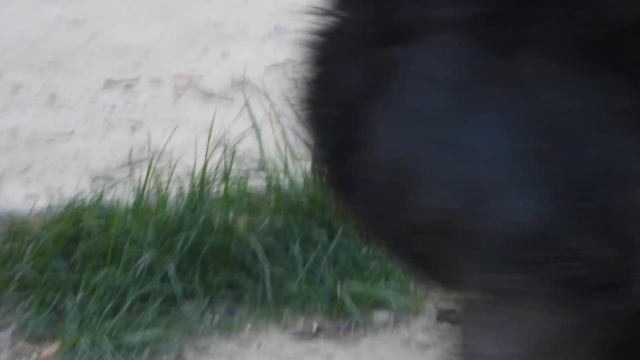 Харьковский зоопарк гималайский медведь 5 сентября 2021 смотреть онлайн