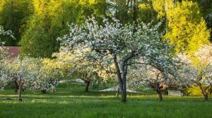 «Евгений Онегин». Строфы из романа