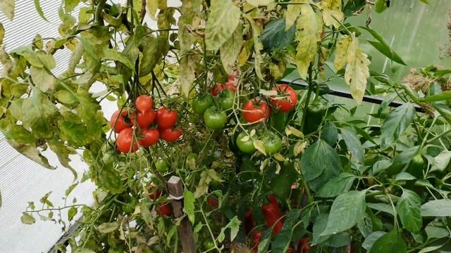 Урожай томатов 2023 года. Обзор лучших сортов и Биопрепаратов которые работают! смотреть онлайн