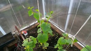 Кошка Алиса среди помидоров.