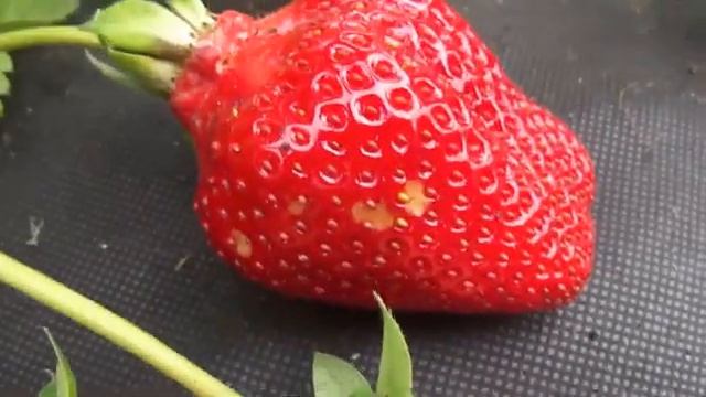 Обзор клубники/ Сорт Азия и Альба смотреть онлайн