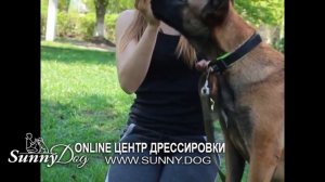 Как сконцентрировать и удержать внимание собаки на себе? Учимся привлекать внимание собаки