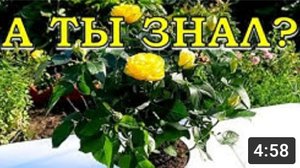 БОРДЮРНЫЕ РОЗЫ - срочно в сад!🌹🌹🌹