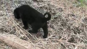 Метисы алабая и немнцкой овчарки.mp4