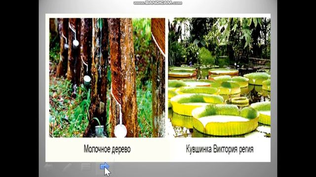 Природоведение. Путишествие по материкам. (часть -1) смотреть онлайн