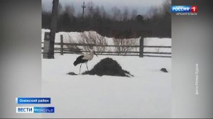 В Онеге местный житель запечатлел на фото аиста