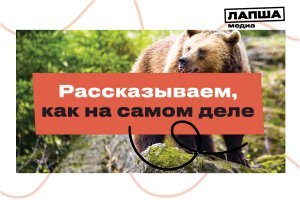 ФЕЙК: Медведь набросился на жителей села Кош-Агач