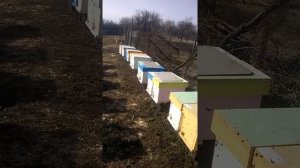 Вся правда о содержании пчел в  6 рамочных ульях