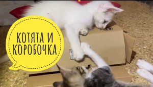 Котята и коробочка