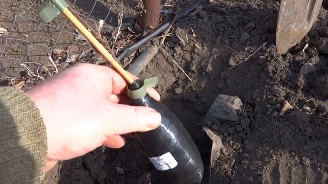 Посадка саженца клематиса с зеленым побегом весной смотреть онлайн