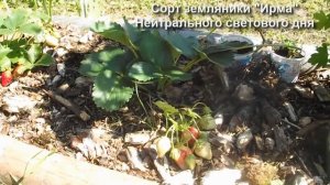 Описание сорта "Ирма"